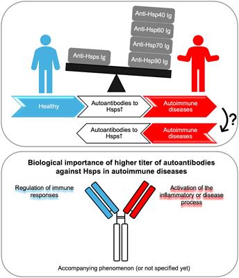 Dual role of autoantibodies to heat shock proteins in autoimmune diseases